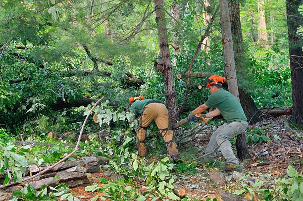 Best Emergency Tree Service  in Middlesex, NC